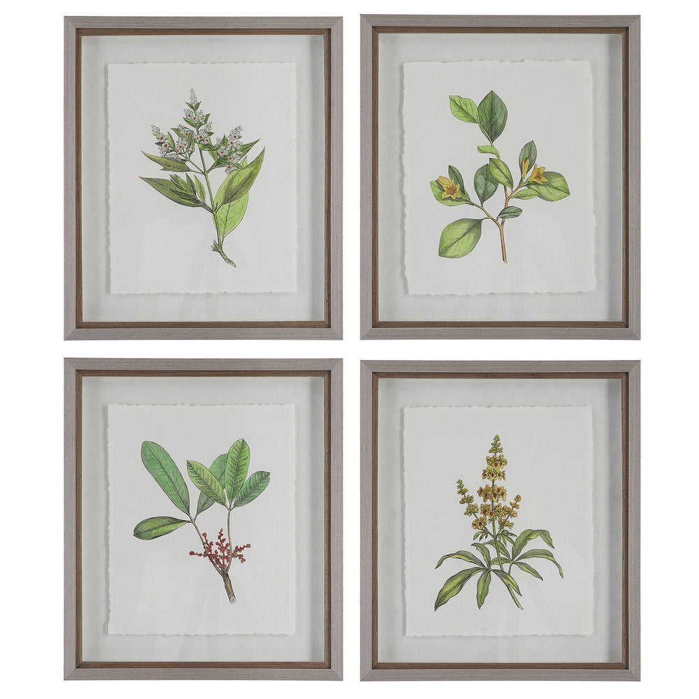 Uttermost - Framed Prints, S/4 - Wildflower Study - Light Gray- Union Lighting Luminaires Decor