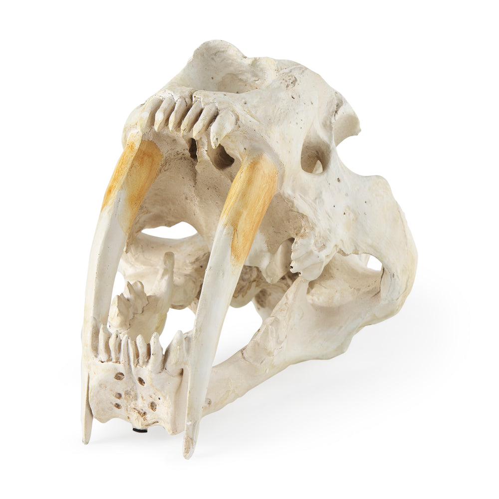 Objet fossile