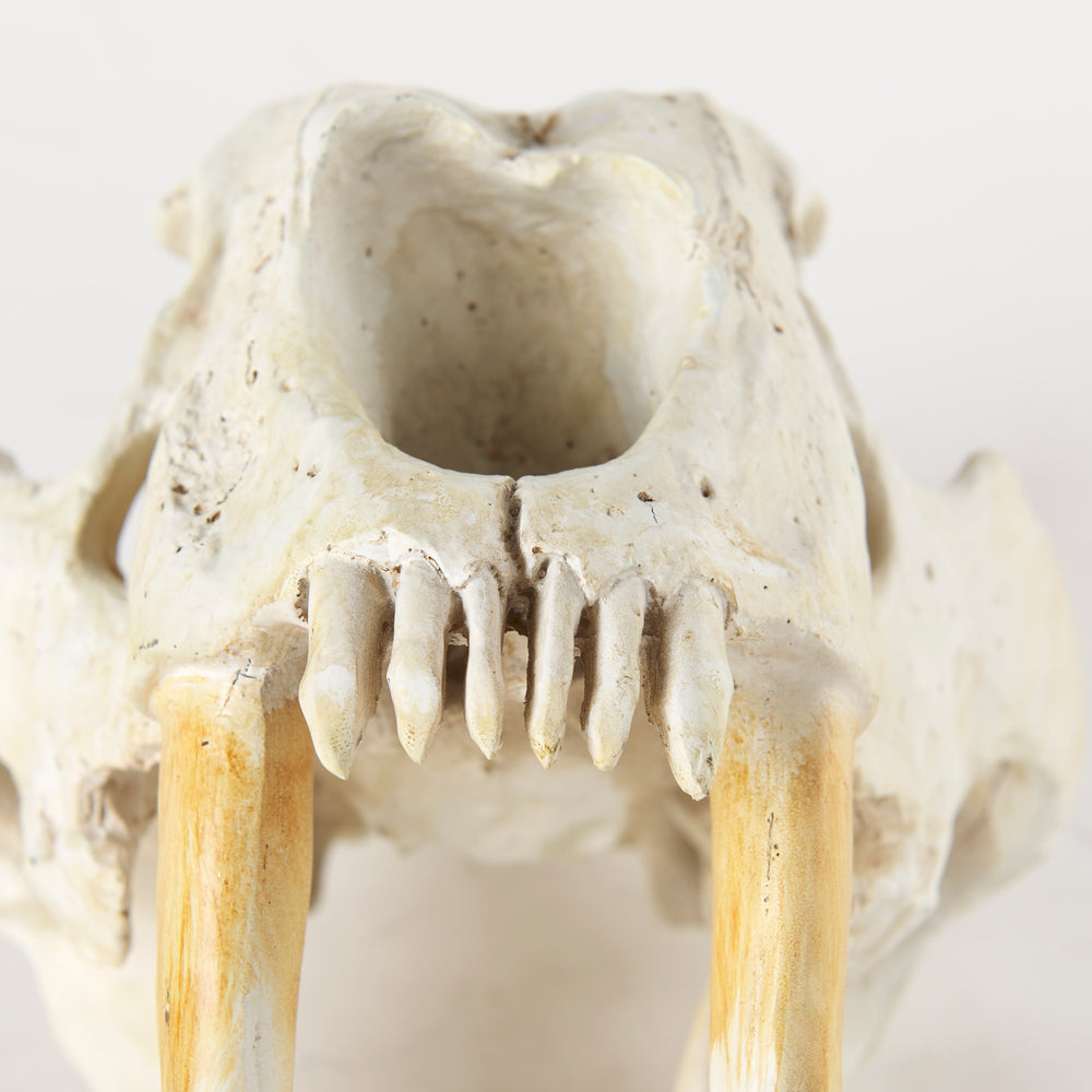 Objet fossile