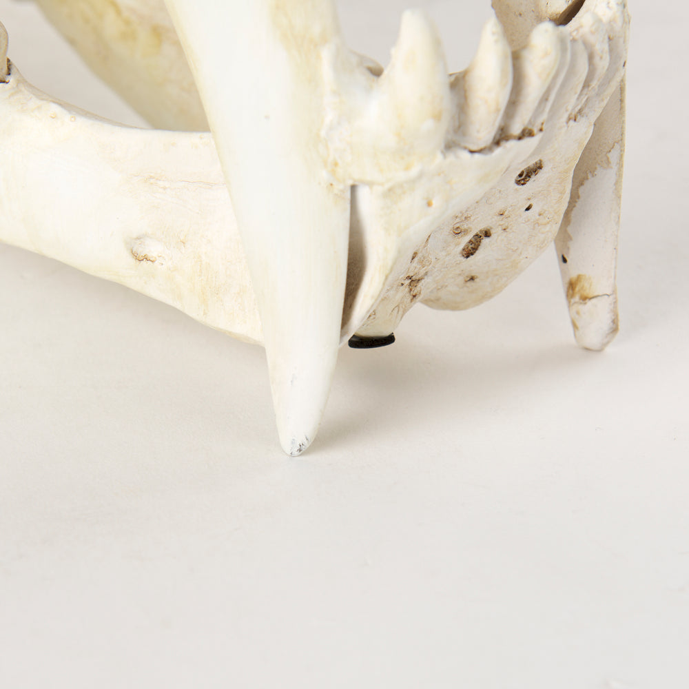 Objet fossile
