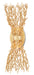 Currey and Company - Two Light Wall Sconce - Sea Fan Collection - Gold Gilt- Union Lighting Luminaires Decor