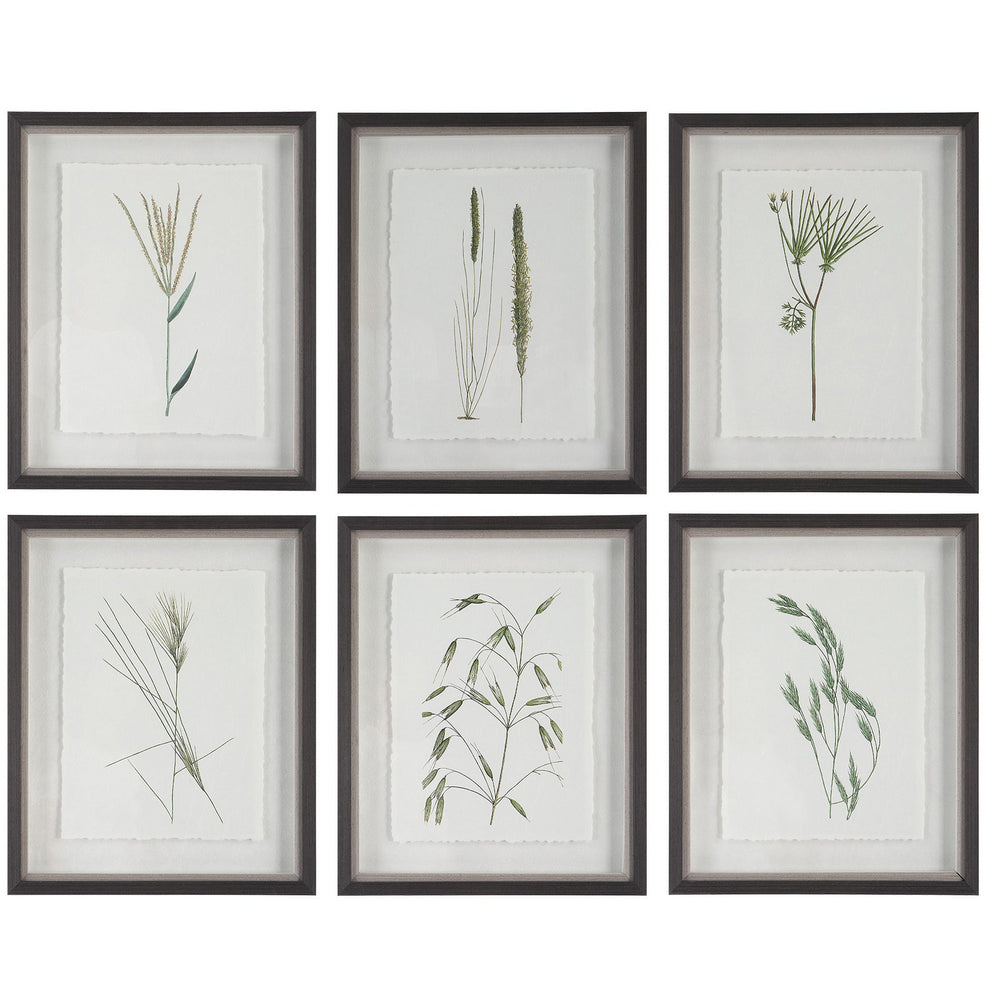 Uttermost - Framed Prints, S/6 - Forest Finds - Dark Espresso- Union Lighting Luminaires Decor