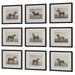 Uttermost - Framed Prints, S/9 - Equine Dynasty - Dark Walnut- Union Lighting Luminaires Decor