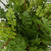 Uttermost - Container - Maidenhair Fern - Gold- Union Lighting Luminaires Decor