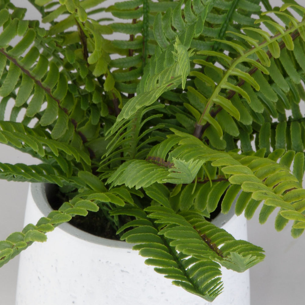 Uttermost - Ceramic Pot - Boston Fern - White- Union Lighting Luminaires Decor