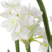 Uttermost - Accent Arrangement - Lacey Daffodil - Paperwhite- Union Lighting Luminaires Decor