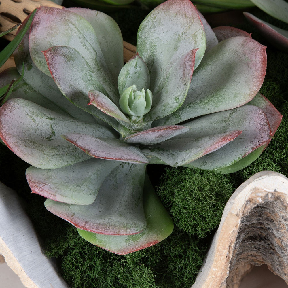 Uttermost - Succulents - Seaside Breeze - Natural- Union Lighting Luminaires Decor