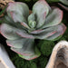 Uttermost - Succulents - Seaside Breeze - Natural- Union Lighting Luminaires Decor