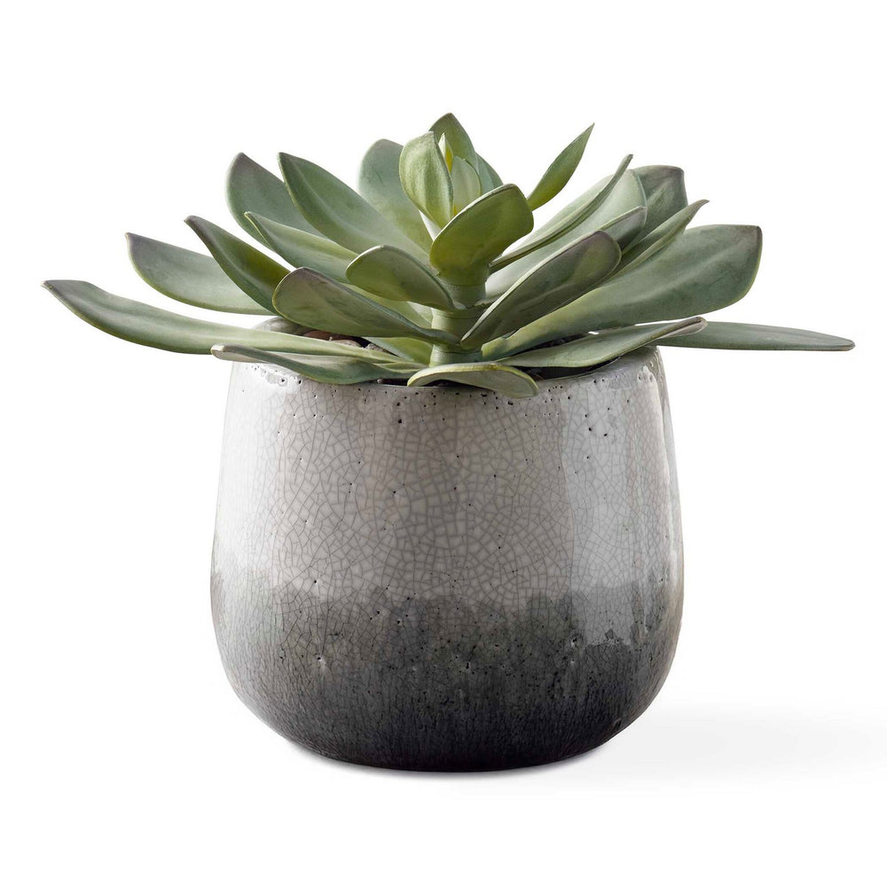 Uttermost - Succulent - Dudleya - Aged White To Blue Grey- Union Lighting Luminaires Decor
