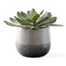 Uttermost - Succulent - Dudleya - Aged White To Blue Grey- Union Lighting Luminaires Decor