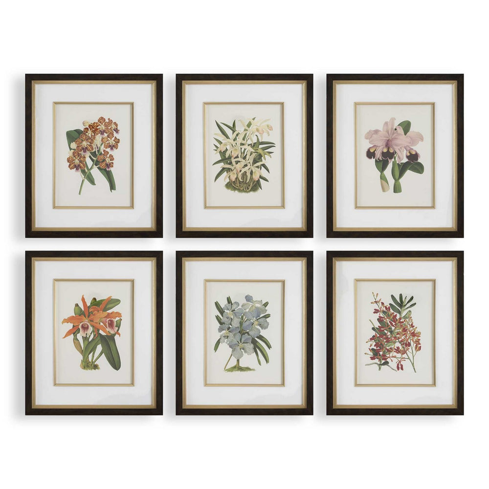 Uttermost - Framed Prints Set/6 - Orchid- Union Lighting Luminaires Decor