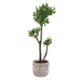 Uttermost - Tree - Arbor Strawberry - Aged Ivory- Union Lighting Luminaires Decor