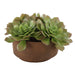 Uttermost - Accent In Pot - Sable Succulent - Natural Terracotta- Union Lighting Luminaires Decor