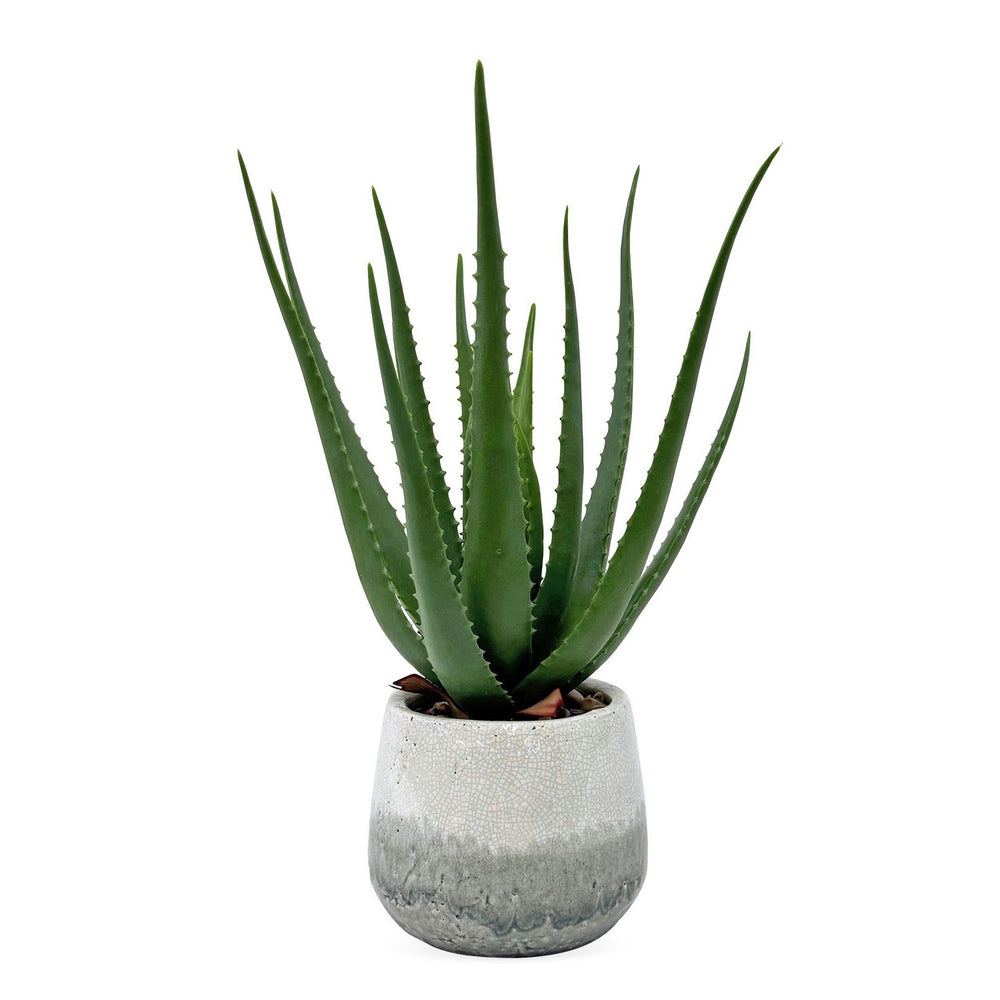 Uttermost - Aloe Plant - Veranda - Aged White And Blue-gray- Union Lighting Luminaires Decor