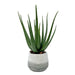 Uttermost - Aloe Plant - Veranda - Aged White And Blue-gray- Union Lighting Luminaires Decor