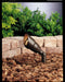 Kichler Canada - One Light Accent - Textured Architectural Bronze- Union Lighting Luminaires Decor