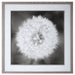 Uttermost - Framed Print - Dandelion Seedhead - Driftwood Look- Union Lighting Luminaires Decor