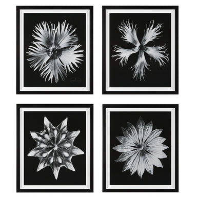 Uttermost - Framed Prints - Contemporary Floret - Black And White- Union Lighting Luminaires Decor